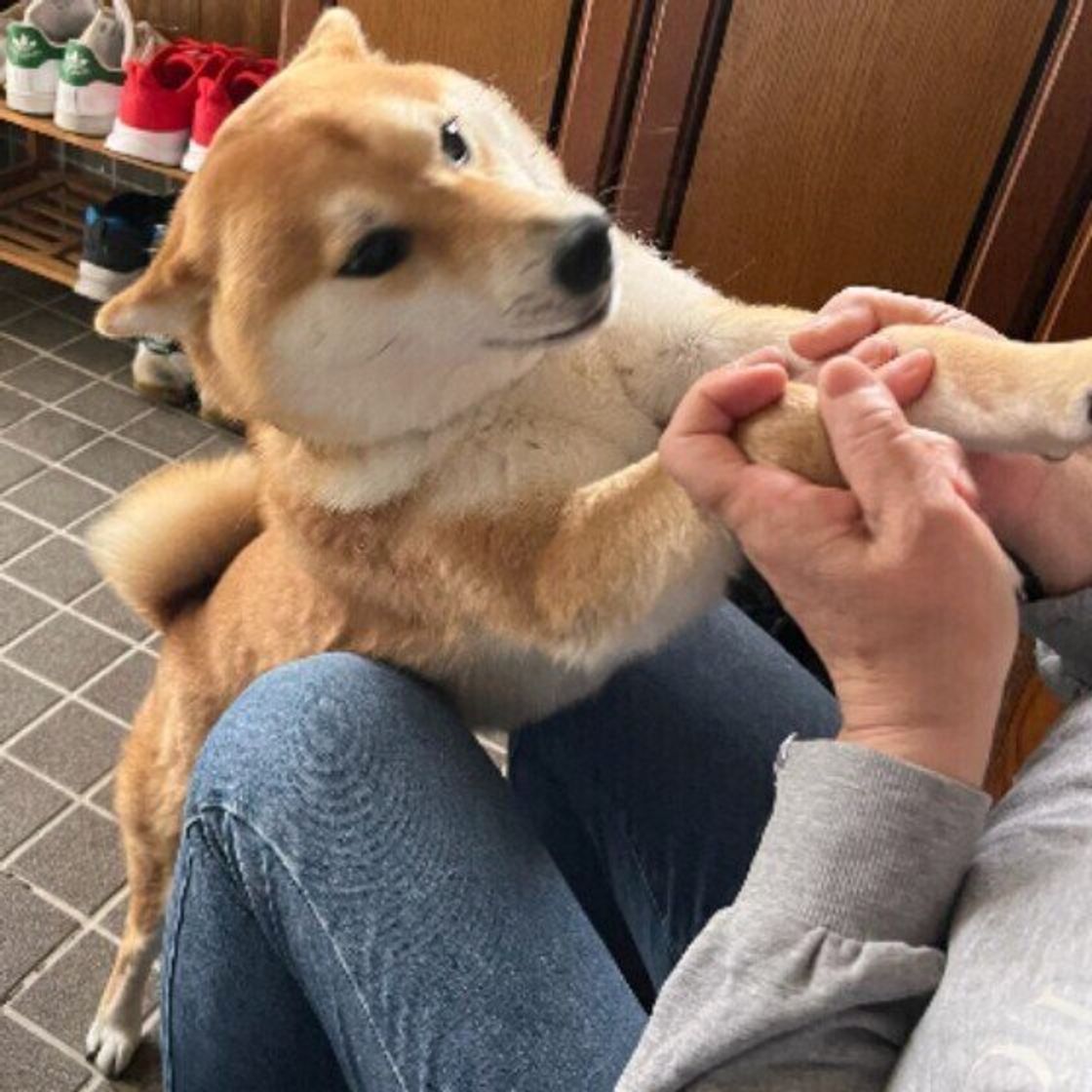 知らない犬 との接し方 注意点は 街で出会った犬を急に触らないで いぬのきもちweb Magazine 知らない犬 との接し方 注意点は 街で出会った犬を急に触らないで いぬのきもちweb Magazine