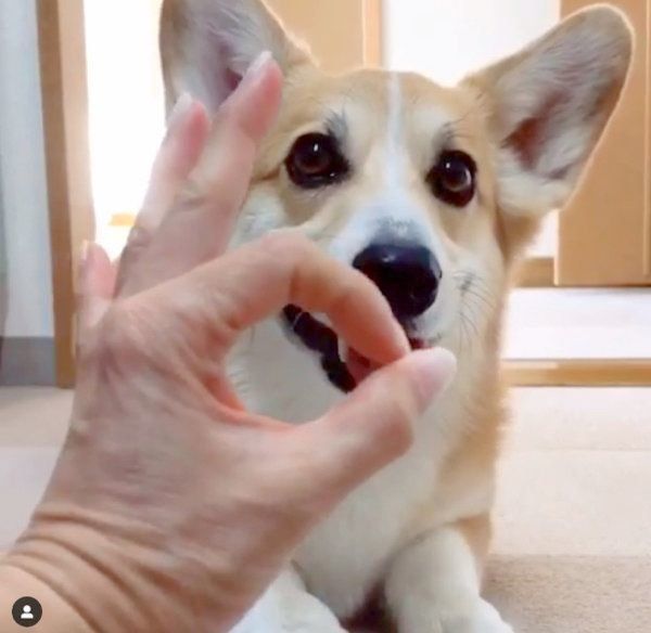 芸達者なコーギー