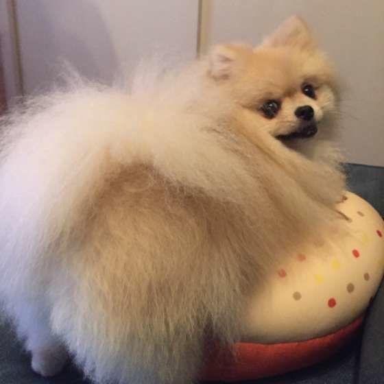 おしりが可愛いポメラニアン