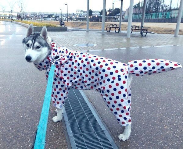 カッパを着てお散歩するサファイアくん