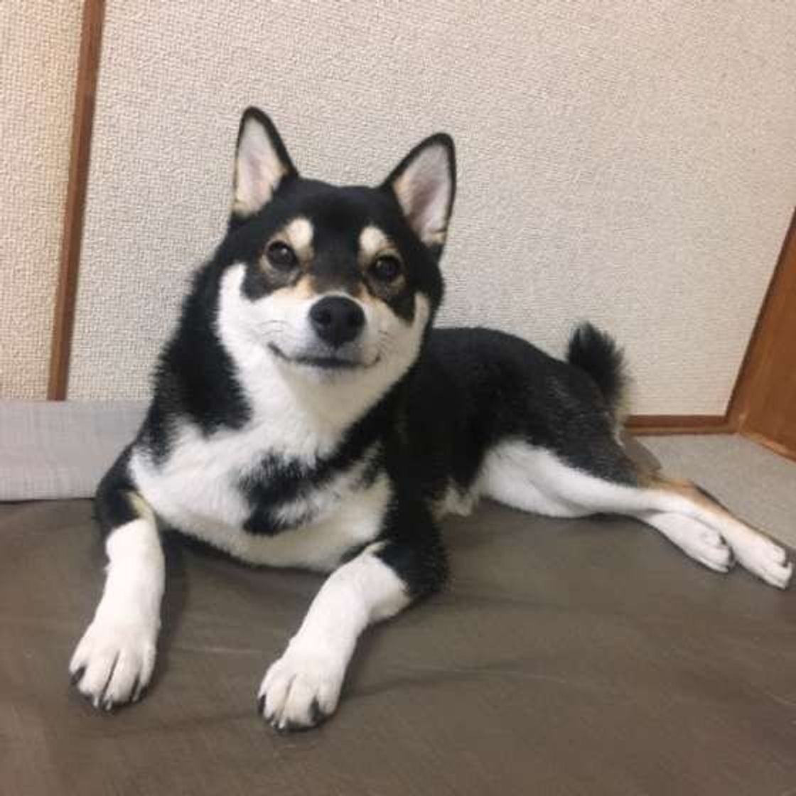 調査 愛犬に名前をつけるときに悩んだことは 家族で意見が割れることも いぬのきもちweb Magazine 調査 愛犬に名前をつけるときに悩んだことは 家族で意見が割れることも いぬのきもちweb Magazine