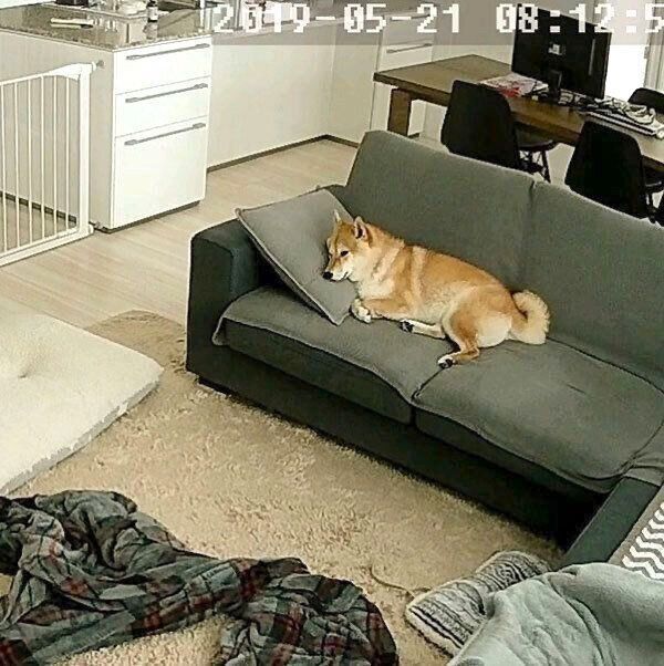 お留守番中の味噌ちゃん