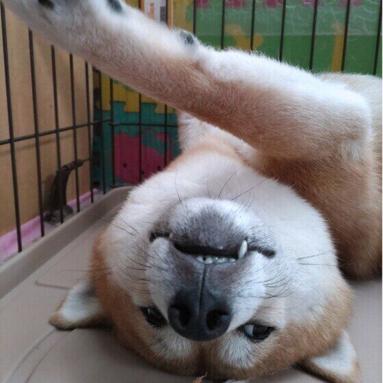 柴の武蔵麿くん