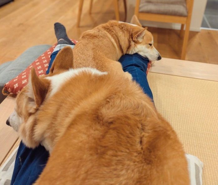 飼い主さんの体の上に乗るハルくん、ニコくん