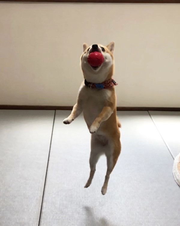 ぴょーんと飛ぶ柴犬