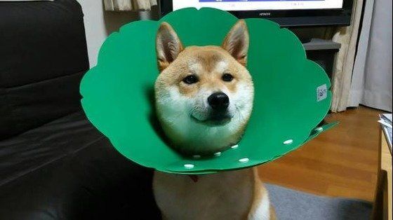 去勢手術後の柴犬のコタロウくん