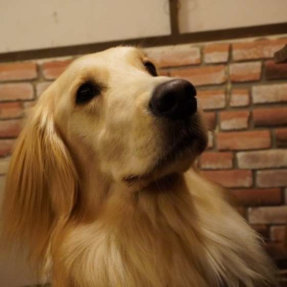 ゴールデン・レトリーバーのリクくん