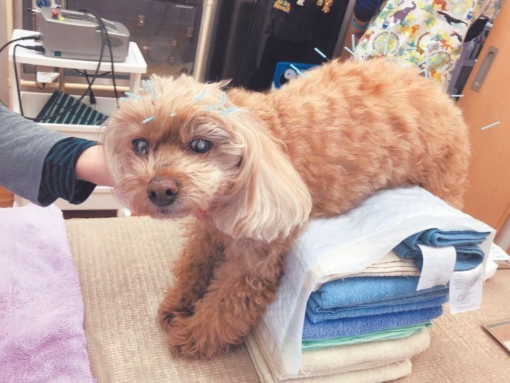 目が不自由なぷりんちゃんにストレスがかからないよう、また、全身の健康も保つために定期的に鍼灸治療も受けています