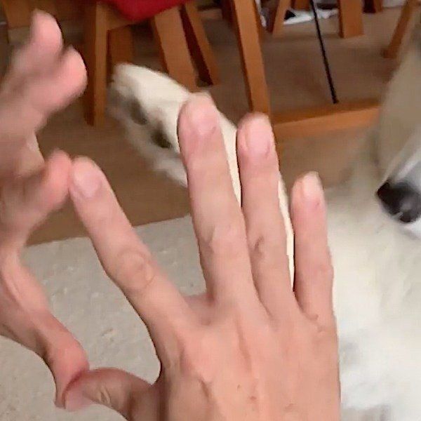 スポッとハマるシベリアン・ハスキー