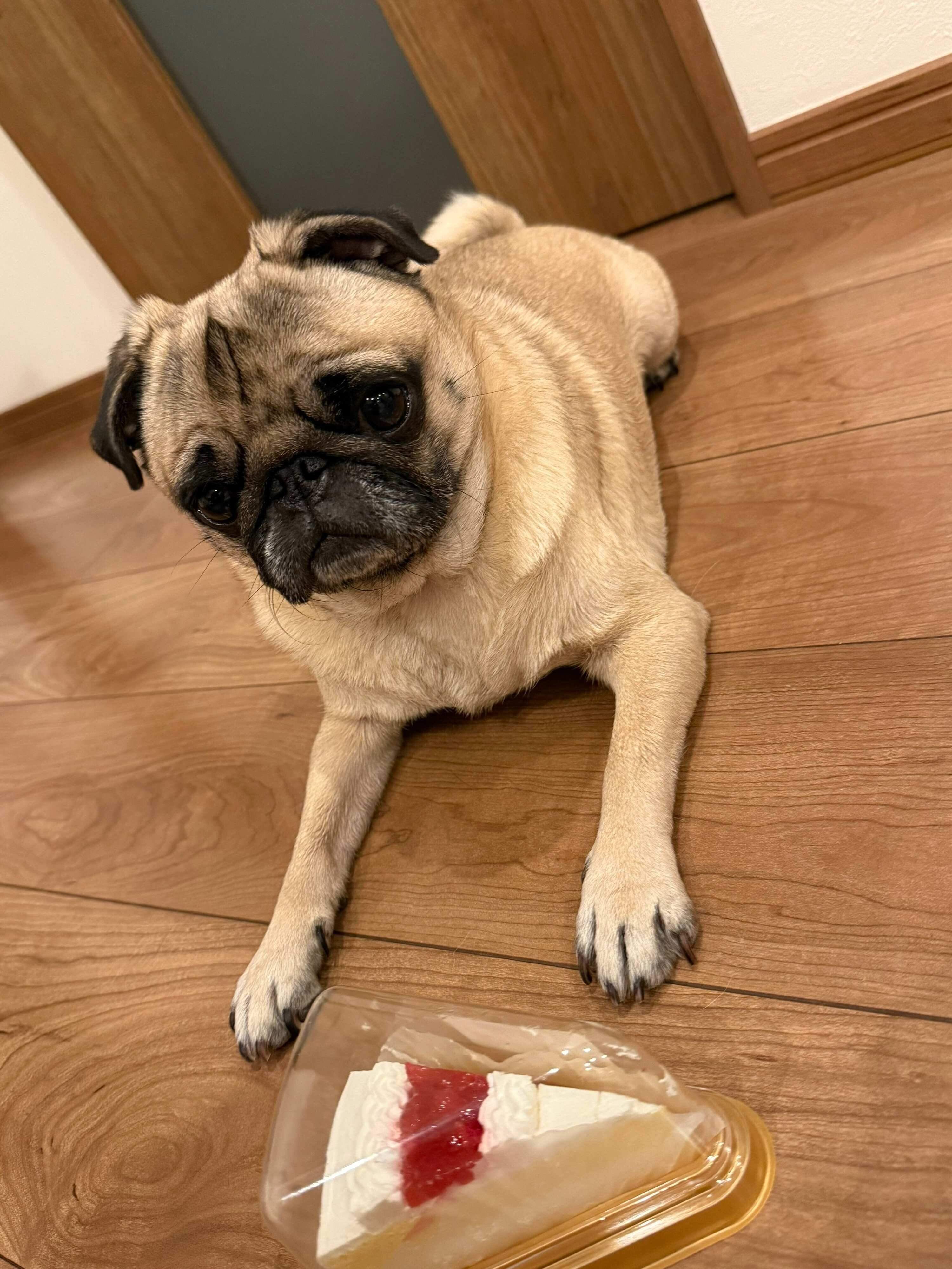 4才の誕生日を迎えた犬