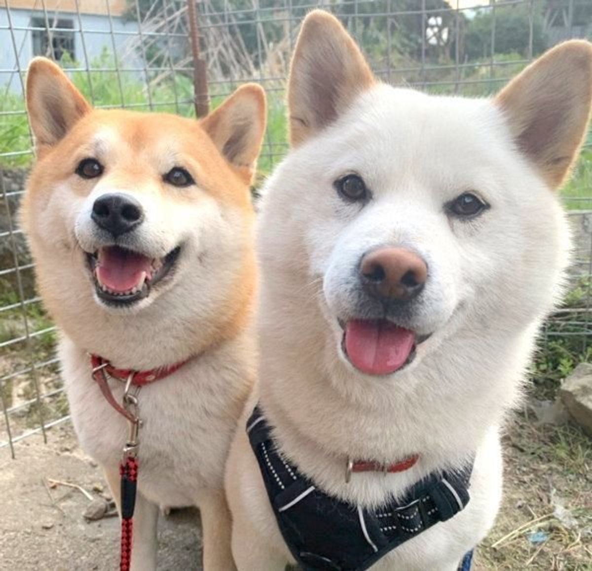 柴犬夫婦に待望の赤ちゃんが誕生 出産を終えた母犬に祝福の声続々 いぬのきもちweb Magazine 柴犬夫婦に待望の赤ちゃんが誕生 出産を終えた母犬に祝福の声続々 いぬのきもちweb Magazine