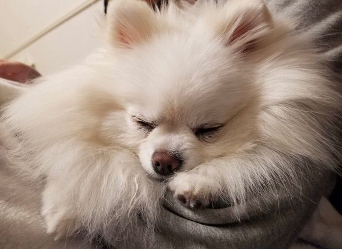 飼い主さんの腕で眠るつむぎちゃん