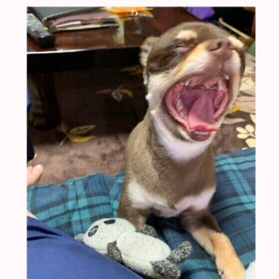 チワワのベルちゃん