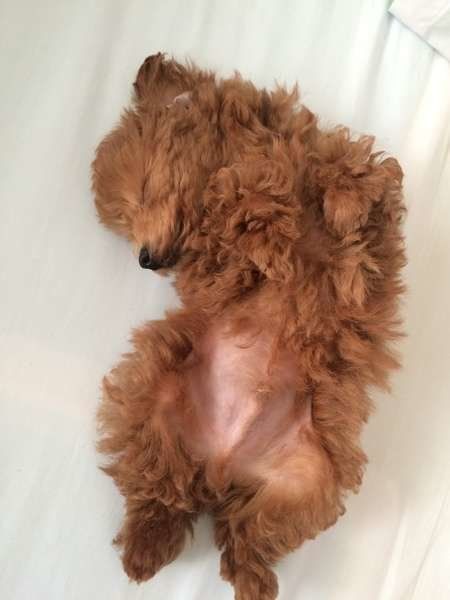 トイ・プードルのクッキーくん