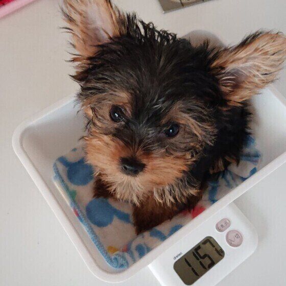 子犬がよくするしぐさってどんなものがあるの カワイイ子犬たちも大集合 いぬのきもちweb Magazine