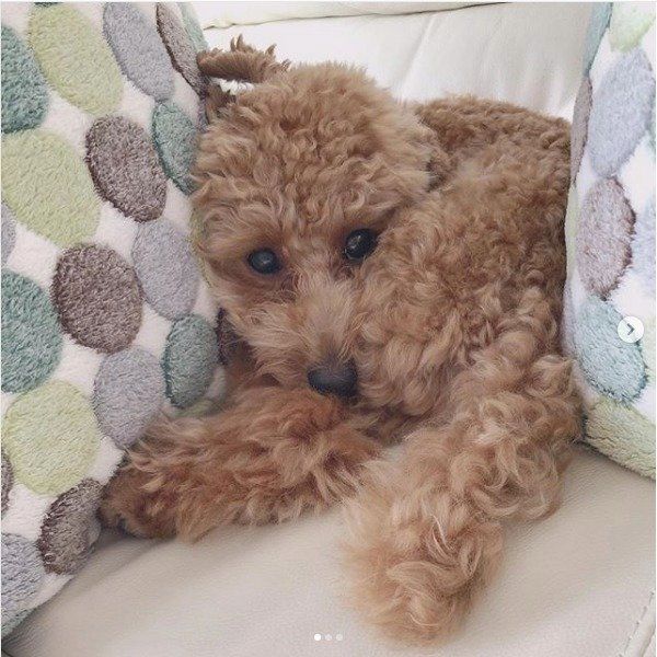 狭いところ大好きワンコ