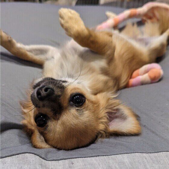 チワワのスグリちゃん