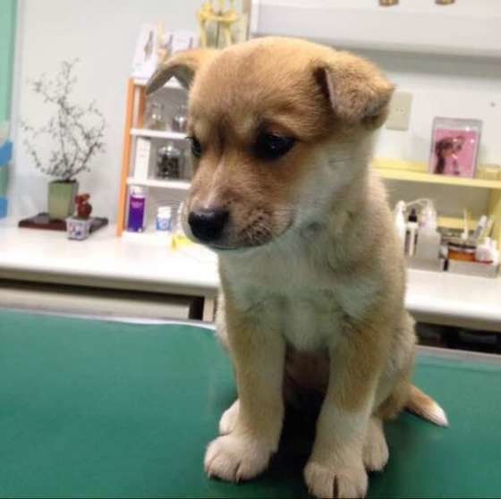 獣医師監修：動物病院の記録を保管しておくべき理由とメリット