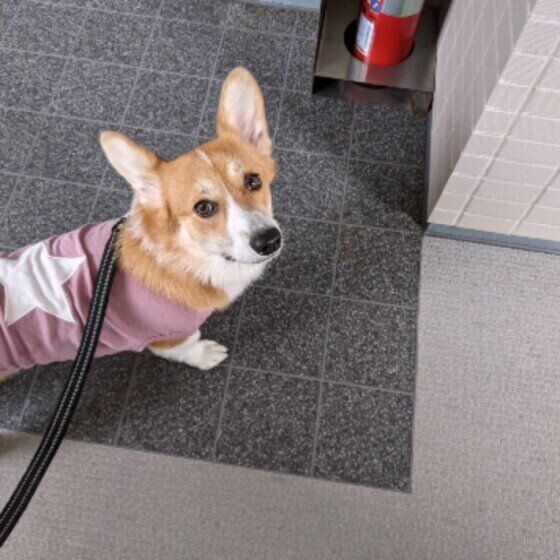 散歩に行くコーギーのふくちゃん