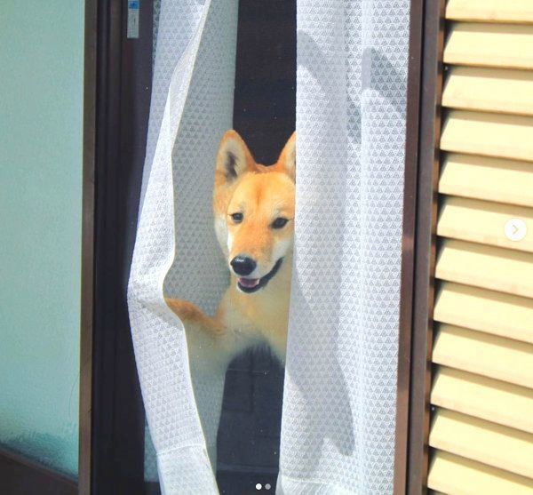 MIXのすずちゃん