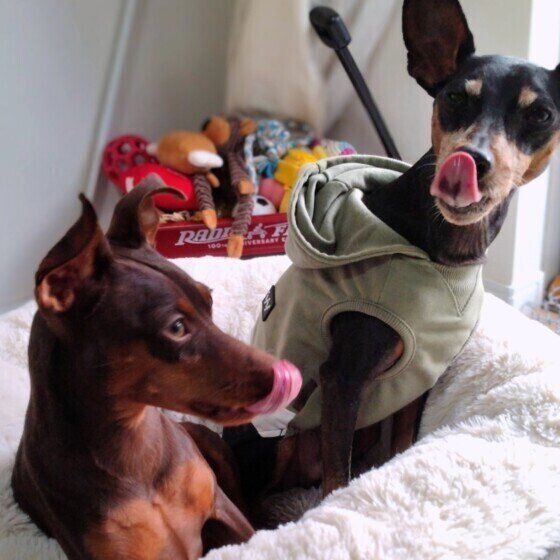 犬が留守番中にイタズラをする理由とは？ 犬の誤食を防ぐためにできること いぬのきもち