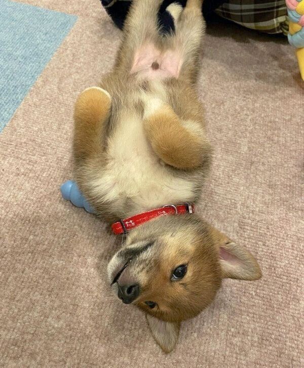 体をぴーんとするちまきくん