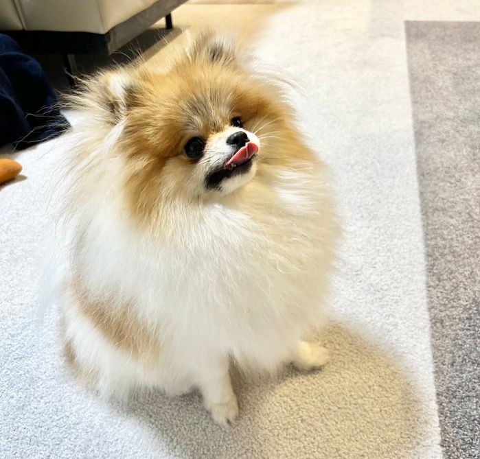 舌をぺろっとするはるこちゃん