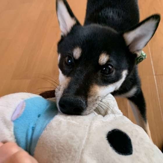 おもちゃで遊ぶ柴犬