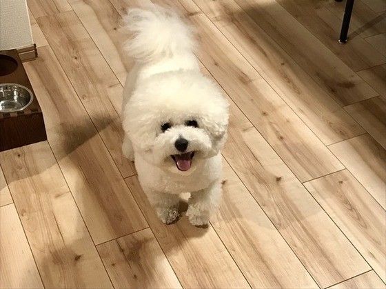 見つめるビション・フリーゼ