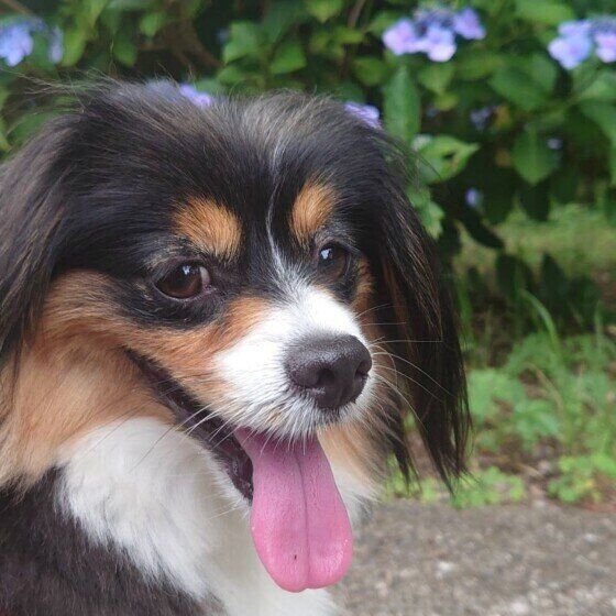 パピヨンのれむくん