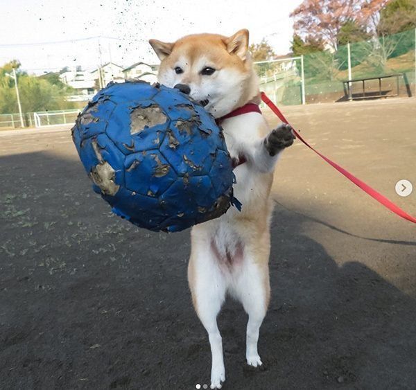 ボールで遊ぶ柴犬