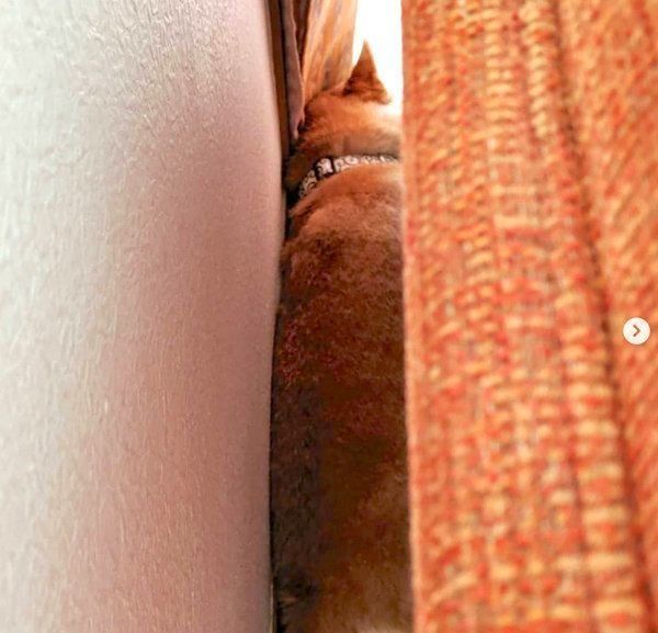 狭い場所に隠れる柴犬