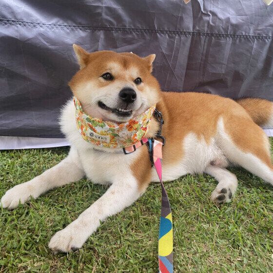 ネッククーラーをつける柴犬