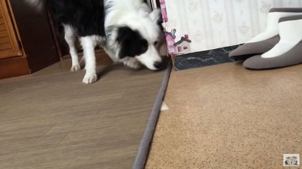 ガムを食べるボーダー・コリー