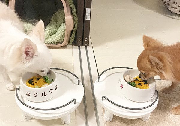 ゴハンを食べるチワワ