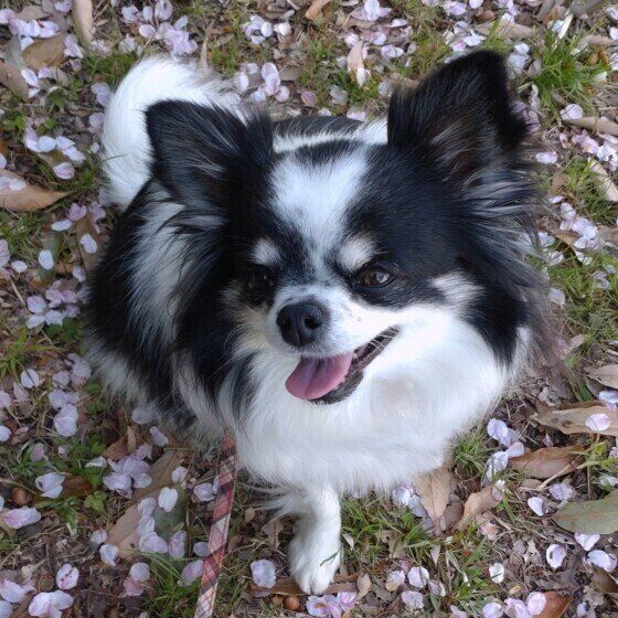 愛犬の感染症予防は万全？ 『春の予防シーズン』の流れとは いぬのきもち