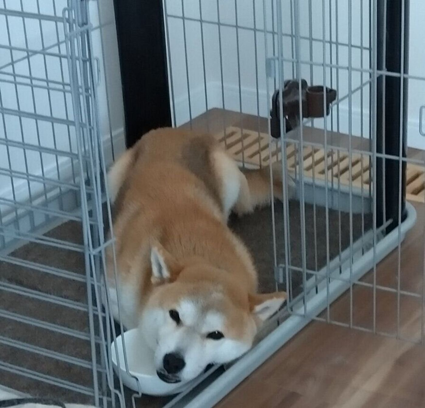 娘もつい気になってしまう 柴犬タロさんのごはん欲しいアピールがスゴイ 連載 モフモフ柴とプニプニ娘 第180話 いぬのきもちweb Magazine 娘もつい気になってしまう 柴犬タロさんのごはん欲しいアピールがスゴイ 連載 モフモフ柴とプニプニ娘 第180話 いぬのきもちweb Magazine