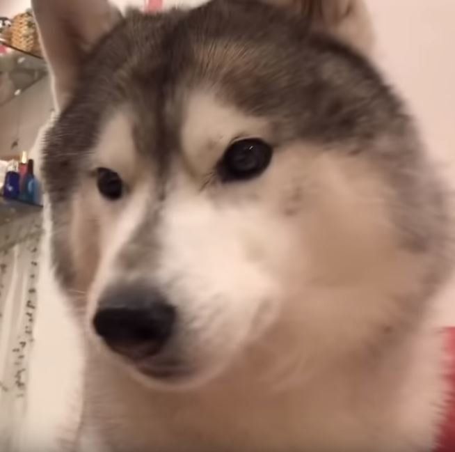 リンゴを食べるシベリアン・ハスキー