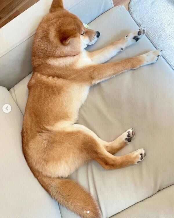 気持ちよさそうに眠る虎太郎くん