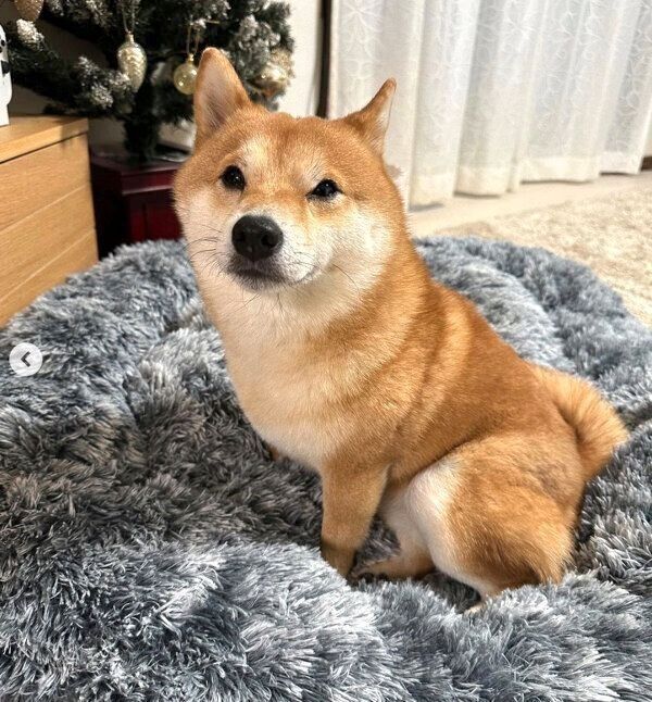 ベッドにすぐに入ったうにくん