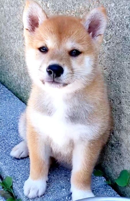 お迎え当初のふぅこちゃん