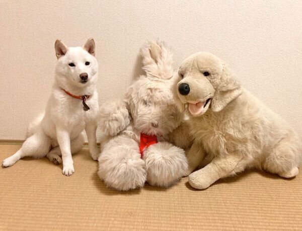 ぬいぐるみと並ぶ雪海ちゃん