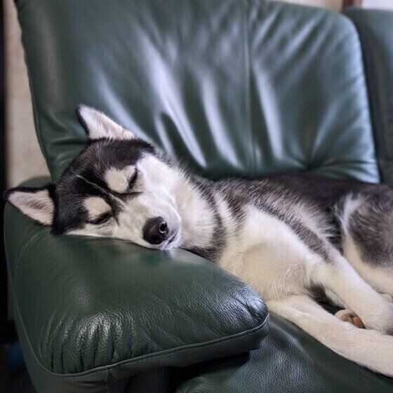 ウトウトするシベリアン・ハスキーの蘭丸ちゃん
