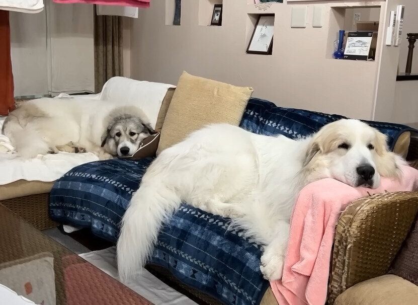 ベルちゃんとアラン君