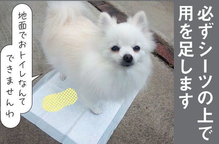 オシッコ上手なポメラニアンのめるもちゃん