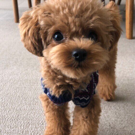 見つめるトイ・プードル