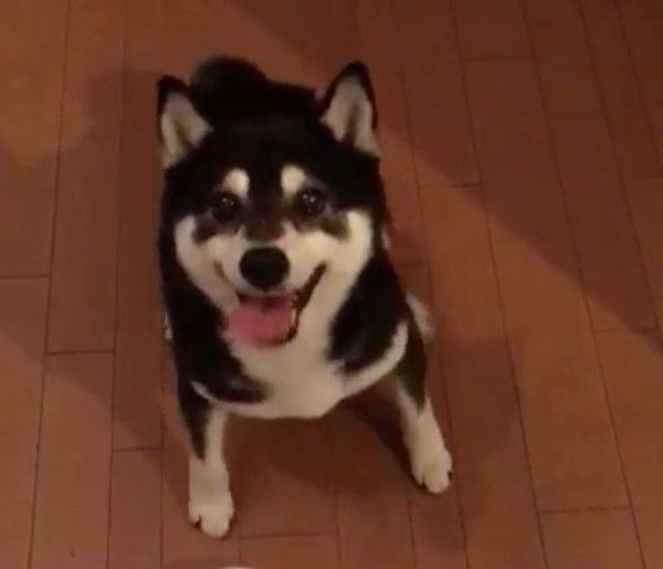 ごはんが待ちきれない柴犬