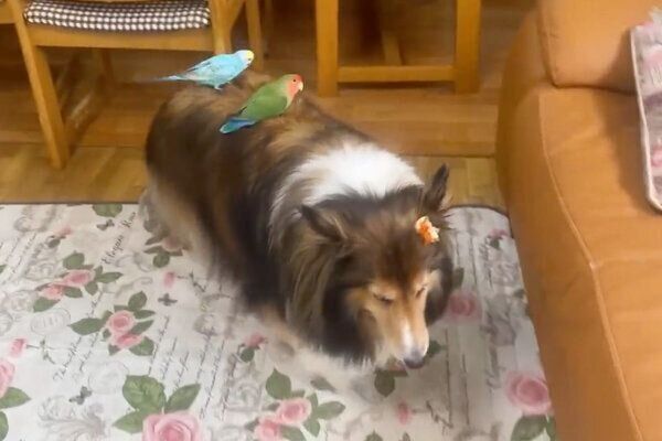 インコを背中に乗せるカレンちゃん