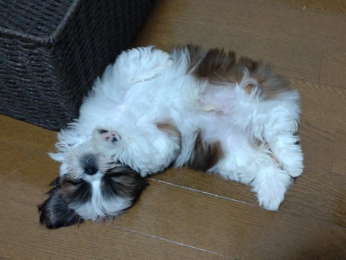 生後2カ月のシーズー