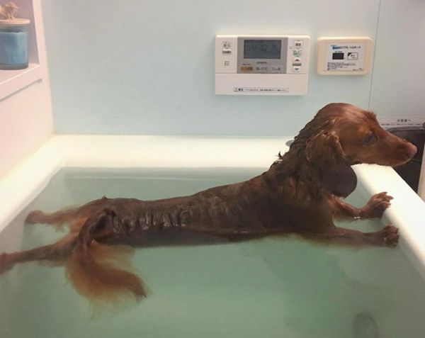 お風呂に入るミニチュア・ダックスフンド